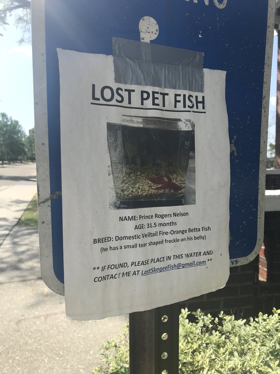 mrs_cove's tweet photo. Someone at Tuskegee University is missing their pet fish. RT so we can find Prince Rogers Nelson and connect him with his owner #lostfish https://t.co/jmOeFYc8Ow