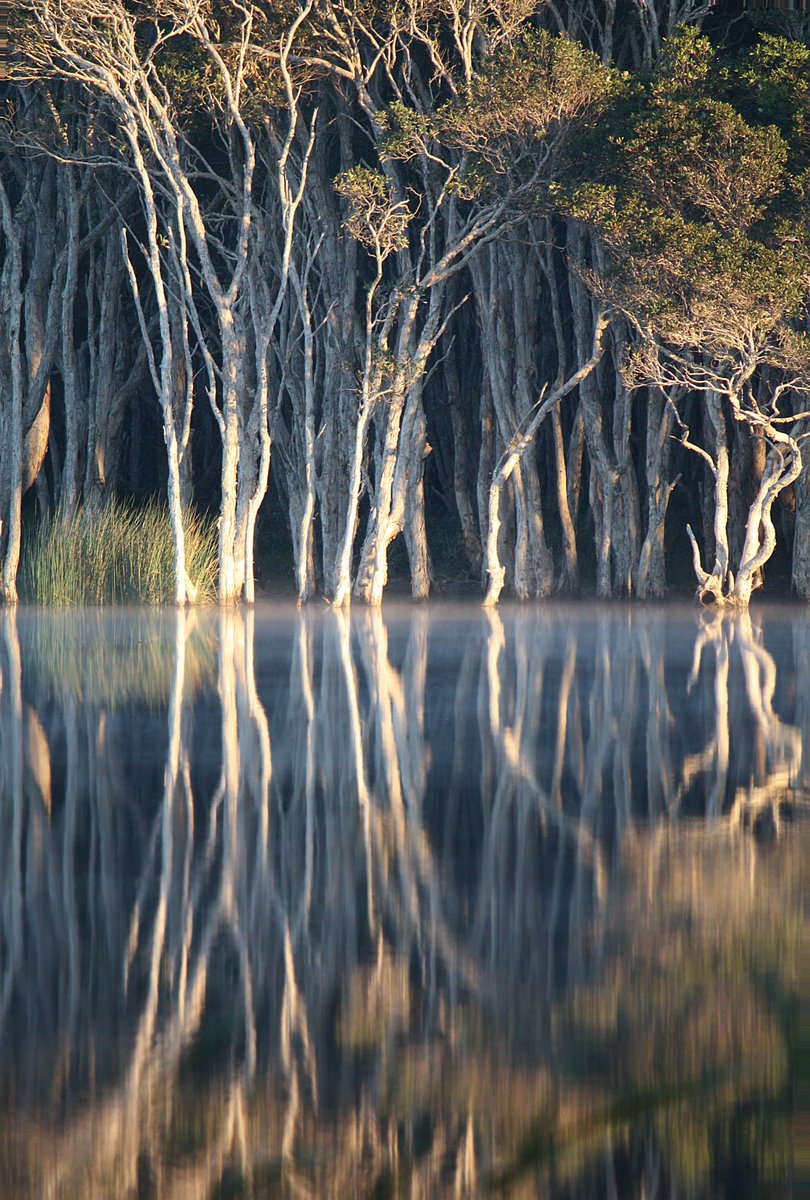 AustralianBody's tweet image. #WisdomWednesday Genuine Tea Tree Oil is solely extracted from the leaves of the Melaleuca Alternifolia tree. Once the tree reaches the age of 18 months &amp;amp; a height of 5.9 feet, the leaves can be harvested. After around 12-24 months, the process can then be repeated 🌱 #TTO #skin