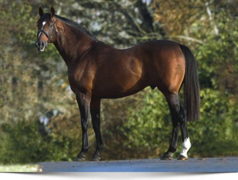 tequilaqueen07's tweet image. #GALILEOS G2 Queens Vase at Royal @Ascot with a #DESERTKING victorious over an #ANABAA from a #DALAKHANI &amp;amp; a #SADLERSWELLS..#mareperspective #giveadam @KatyMowat