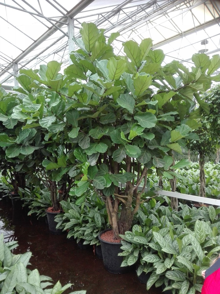 Nieuwe bomen aan het uitzoeken voor <a href="/loetje/">Loetje</a>