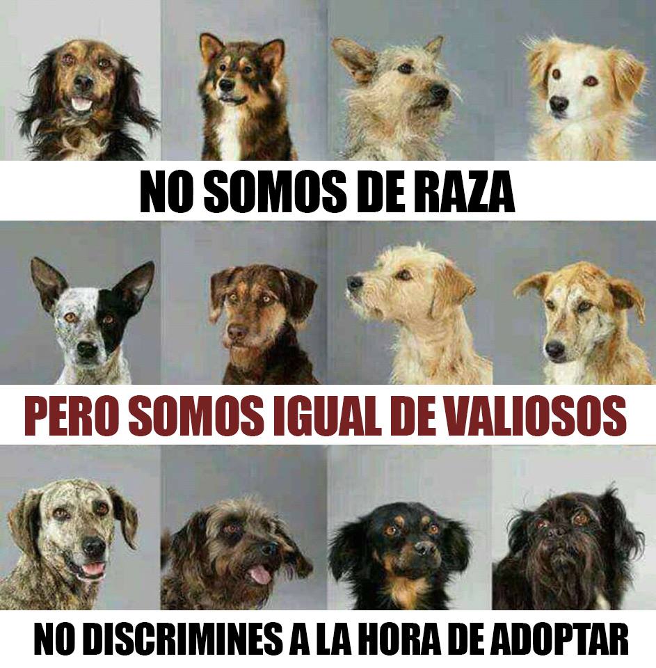 Adriana Verón 🐾 tweet media