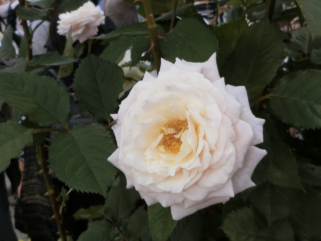 ট ইট র ｍｗｋ子 バラ ピエール エルメ アンドレ エヴのバラ 返り咲き性で 株が充実する2 3年後には 秋にも良く咲く丈夫な品種のようです バラ