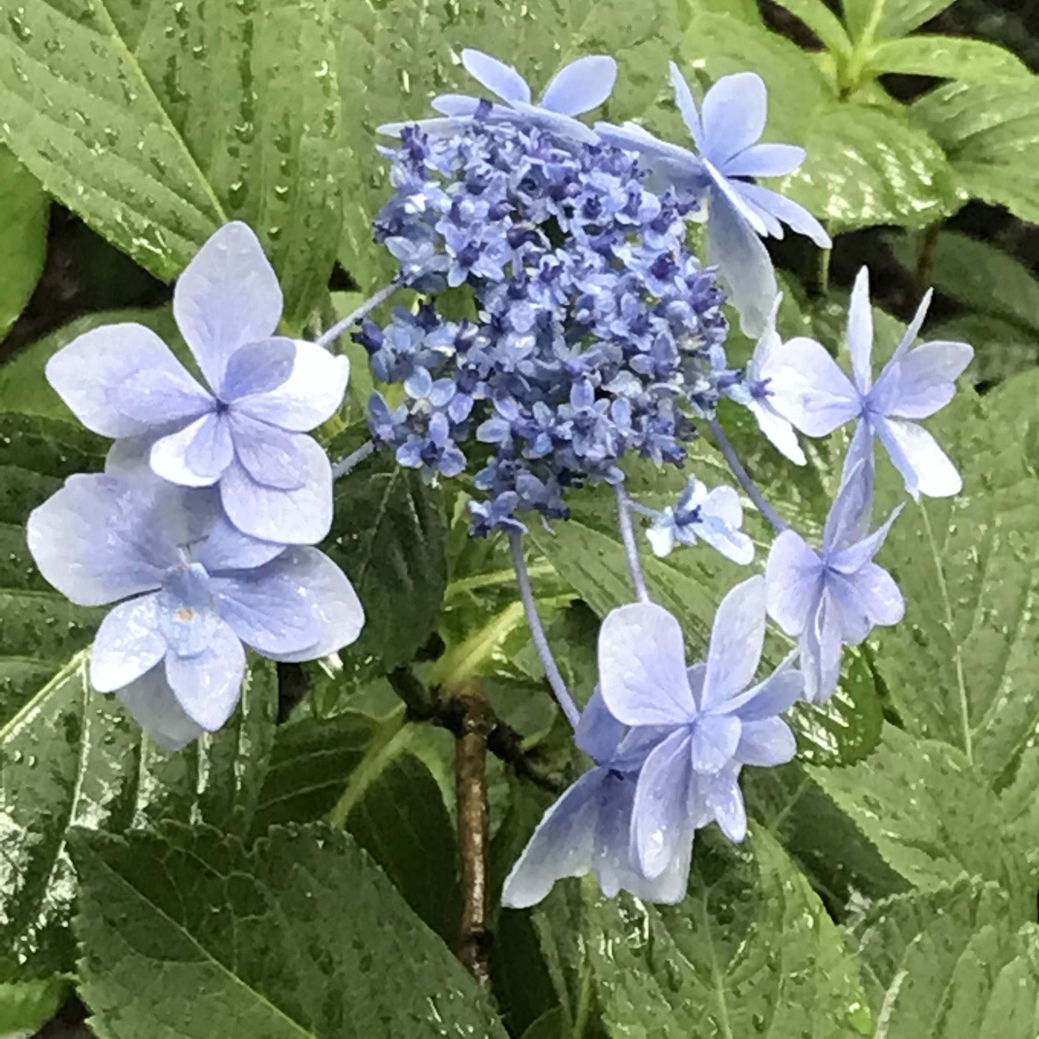春ノ野 こなみ アジサイ 紫陽花 六義園 花 ミニ看板によると 城ヶ崎 という品種の紫陽花らしい かわいい T Co Odd41gujth Twitter