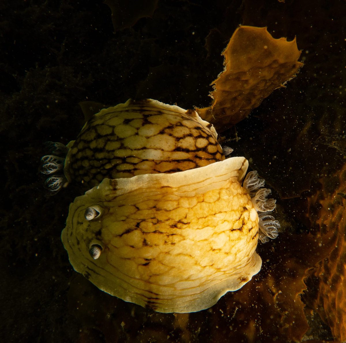 Caught these two getting cosy!

#nudibranch #heterobranchia #mollusc #seaslug #macrophotography #scuba #dive #underwaterphotography #australia #reef #marine #ocean #blue #sea #shoredive #seaweed #algae #canonG15 #seaandsea #marinescience #mating #couple