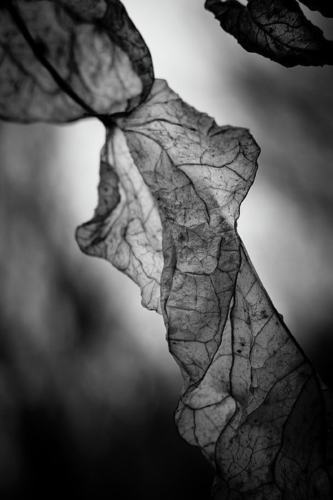 New artwork for sale! - 'Fragile Leaf BW' - fineartamerica.com/featured/fragi… @fineartamerica