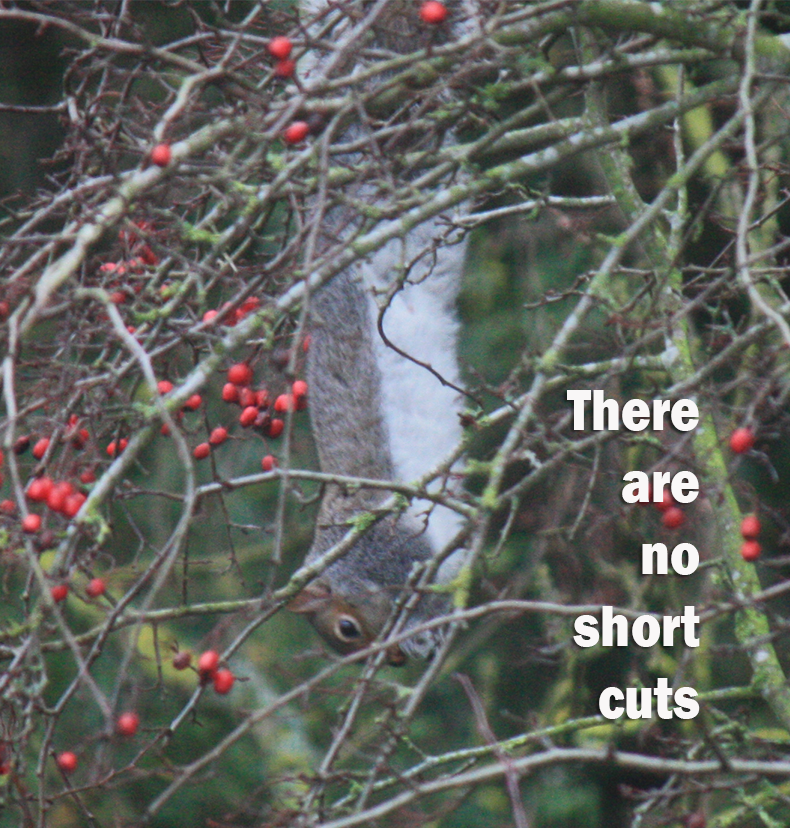 CourteousDogs's tweet image. There are no short cuts courteouscanine.com/there-are-no-s…