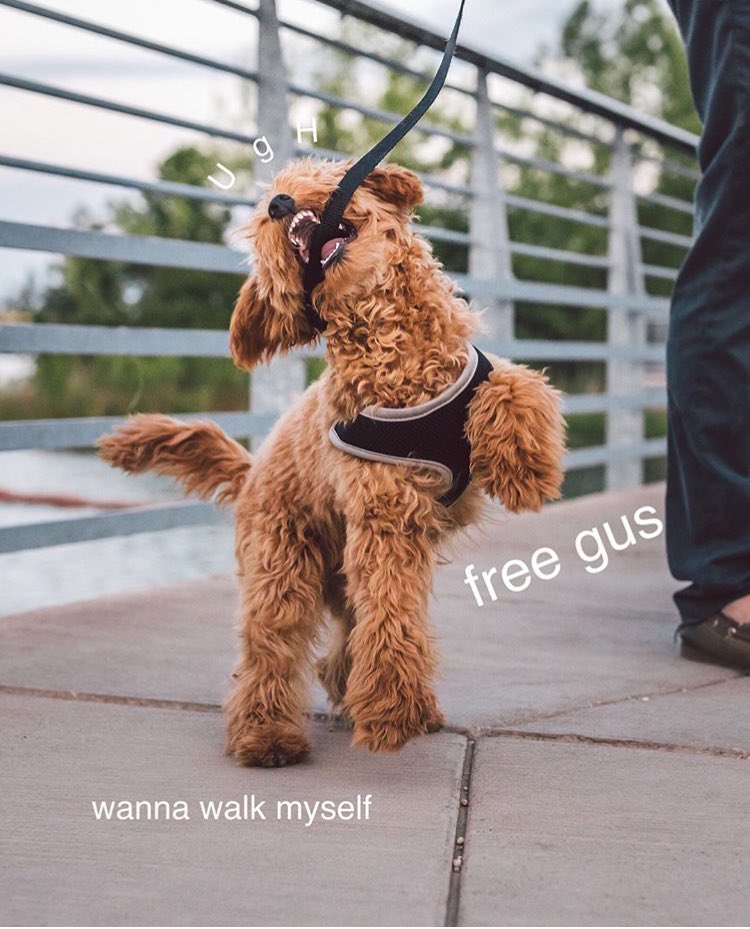Here’s puppy Gus, demanding freedom #freegus ☝️