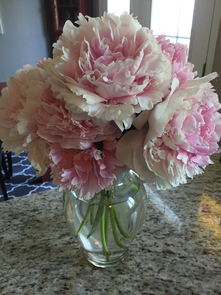 SandraKiss1053's tweet image. It’s the little things. #peonies  #lastdayofspring #ottawa