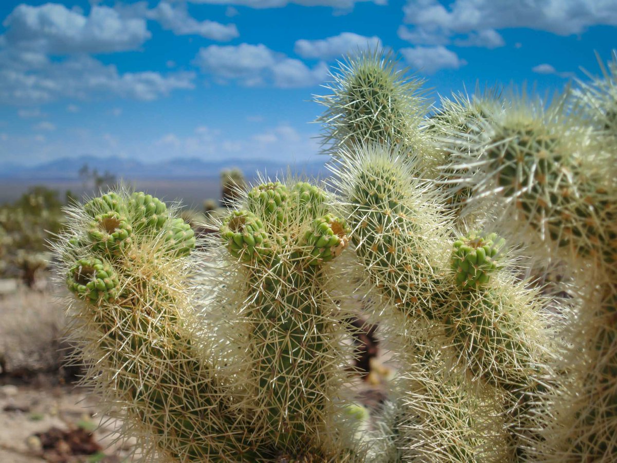 Reisefertig_com's tweet photo. Teddybear cholla cactus 🐻🌵 Look but never touch! 🤗
#chollacactusgarden #teddybearcholla
#joshuatreenationalpark #california #usa #roadtrip #travelphotography #travel #travelcouple #nature #naturelovers #traveladdict #travelblogger #reiseblogger #travelpics #throwback2008 https://t.co/wuL9PEspa7