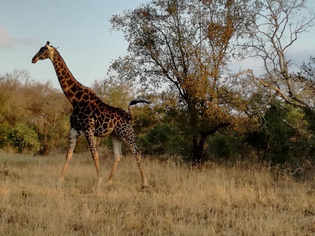 More #giraffe on #livebushfeed, this time for #Umkumbe