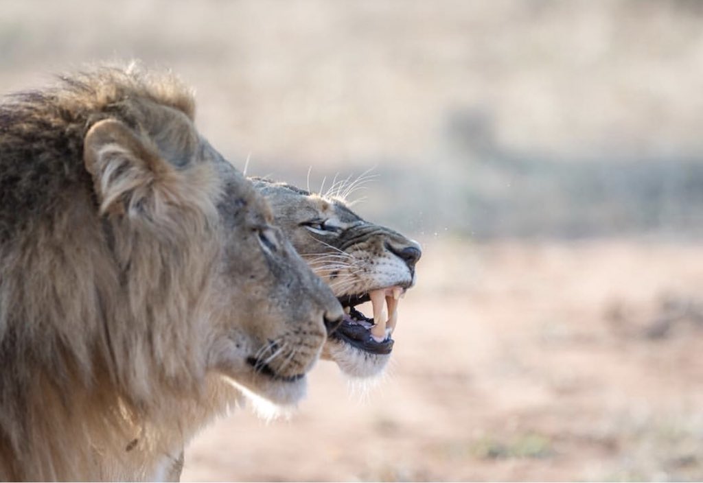 A bit further away #Chacma comes across the famous #Maseke lions during #livebushfeed
