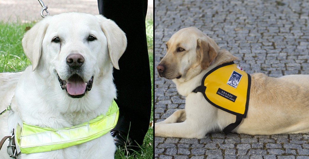 Woman shares what to do if a service dog approaches you without an owner, after hers went missing. ladbible.com/community/inte…