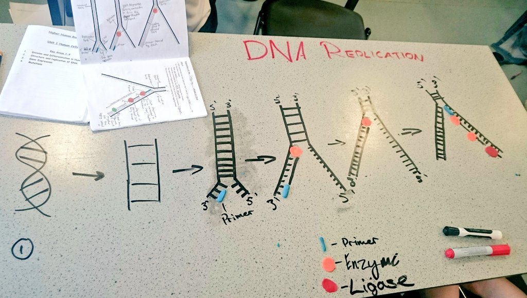 Miss_I_Iqbal's tweet photo. Higher pupils continuing their DNA learning with DNA Replication models 👏👏 #Unit1 #KeyArea2 #HigherHumanBIology #polymerase #ligase #leadingstrand #laggingstrand https://t.co/Pehk1C5l48