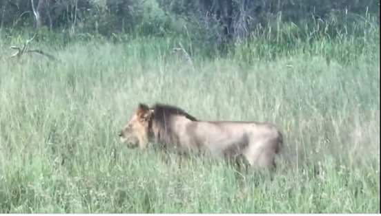 W4W_Int's tweet image. A breaking tragedy. Another Iconic Lion of Hwange gone. Killed by trophy hunters. RIP Kakori. #ExposeTrophyHunting . Who stops this? How to do in this causes? It seems as if it nobody matters... who protect animals? Where are the laws?