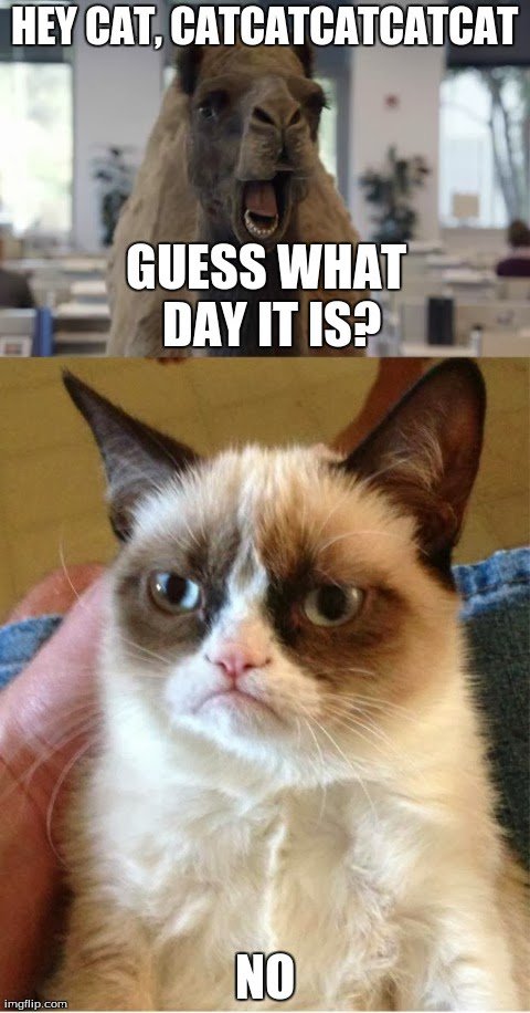ExpressNorthATX's tweet photo. GOOD HAPPY HUMP DAY! WHAT WHAT! WE CAN DO THIS!
#overenuthiasticcamel #happyhumpday #camelday #grumpycat #meme #expressprosisfunny #expresspros #expressNorthTX #expressATX #express https://t.co/MSuOjjWXZx