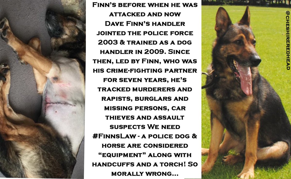 cheshireredhead's tweet photo. Please support this Petition Dogs &amp; Horses are not the same as a torch #Dontditchthedogs #DontDitchTheHorses #FinnsLaw #FinnForChange @NorthernIreland @DUPleader @corkcitycouncil @USPCA_Official @UKMoments #TeamFinn @Davewardell @finnforchange
https://t.co/lYhasH6be9 … … … … https://t.co/XKJIU0ejad