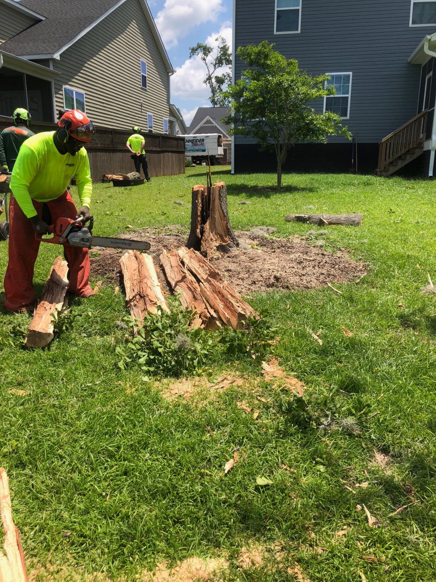 This tree had been struck by lightning, which can make for a dangerous removal. Our #CharlestonSC crew handled it well and very safely. Want more info about lightning protection for your trees? Check out this article! ow.ly/lFYo30kAt5j

#treeprotection #lightning #PPE #CHS