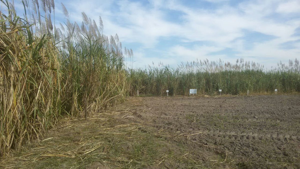 INIAFBolivia's tweet photo. .@ruralytierras 👉🏽 Productores agropecuarios conocen los principales trabajos de investigación que viene desarrollando el INIAF a través del Centro Nacional de la Caña de Azúcar (#CENACA) en #SantaCruz, en la segunda jornada de “Campo Demostrativo en el Cultivo de Caña”. https://t.co/0CTi4jrOvY