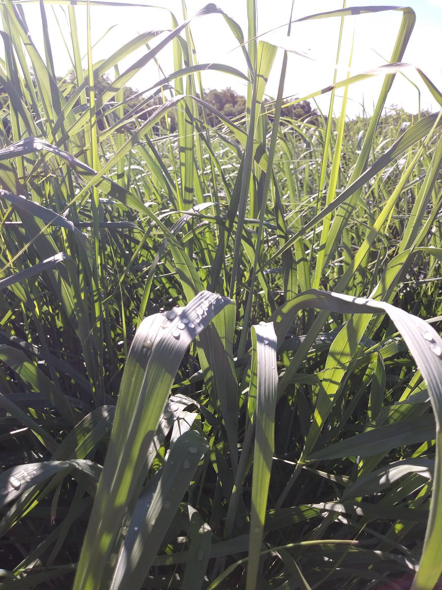 RachelElliottEd's tweet photo. Field and machinery tours followed by garden visit! @OSU_PLANTS @OSUplantsoilsci https://t.co/xStmHRE7Ka