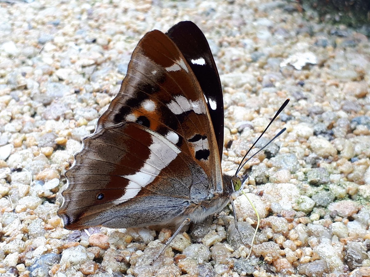 katesfxmakeup's tweet photo. So evidently this morning after I finished making up Advanced Trauma Life Support victims, I found one of the rarest and most elusive #butterflies in the UK. Introducing the Purple Emperor And he posed for the photo @savebutterflies
#butterfly #conservation #nature #ukbutterfly https://t.co/RyKdNqCXT8