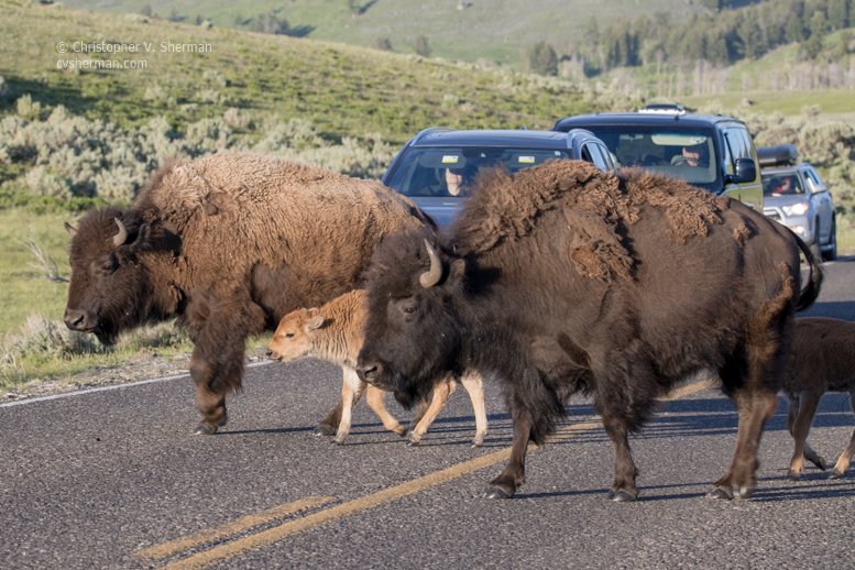 cvsherman's tweet photo. Yellowstone #TrafficJam..... #buffalojam
Not your average @EvilMopacATX jam. @YellowstoneNPS #yellowstone #buffalo #bison #bisonjam https://t.co/uKbNK4M7aC