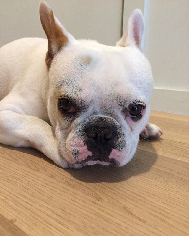 theurbanhound's tweet image. Human, I know it's hot out there. I'm staying right here. In my AC. ·
·
·
#theurbanhoundhotel #urbanhound #dogsofthesouthend #dogsofboston #theurbanhound #southenddogs #bostondogs #bostondogtrainer #bostondogwalker #bostondoggroomer #bostondogtraining #b… ift.tt/2K3wXe7