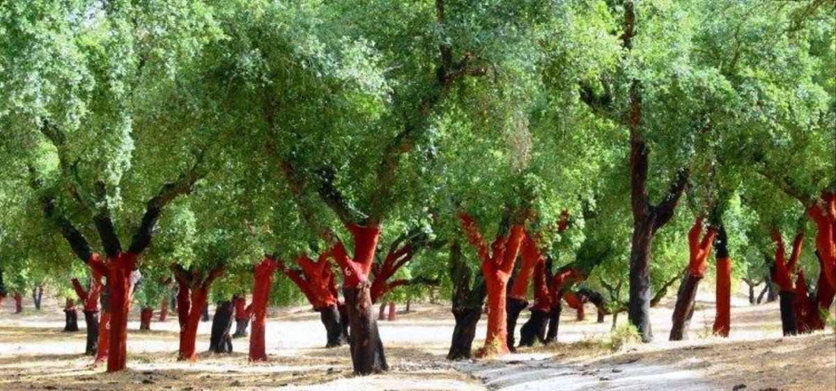 HadMerlot's tweet image. The #cork that you just pulled out of that #bottle of #wine, actually comes from a cork forest! Interestingly, over 90% of the world's cork is harvested from cork forests in Portugal. Share this with your friends the next time you're opening up a new bottle. 🥂