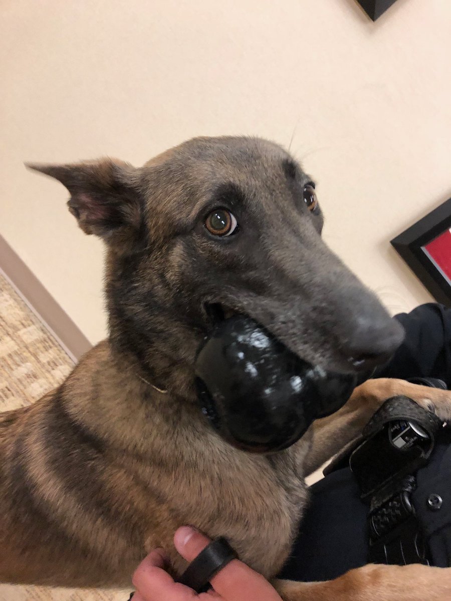 Meet your Hoover K9s: KELLY Kelly began her Hoover LE career earlier this year with Ofc. Jacob Strawn. She is a 3 year old Belgian Malinois and specializes in narcotics detection. See the full release here (media, credit to Hoover Police Dept.): ow.ly/y0oN30kAv7r