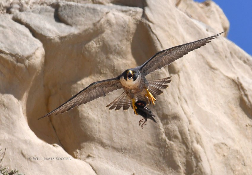 helpblacksbeach's tweet photo. By far the fastest members in the animal kingdom, the Blacks Beach Peregrine family has been living &amp; reproducing on the scrape above the Lifeguard Perch since 2004, astounding beachgoers who witness them performing impossible aerobatic maneuvers &amp; precision strikes upon prey. https://t.co/rtd1a9JE5m