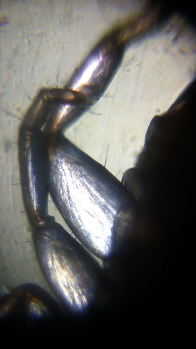 iGEMRuiaMumbai's tweet photo. Some #Foldscoping in the middle of iGEM works! 
These are Pseudoscorpion leg muscles in cross polarized light! Notice how you can actually see the different bundles of muscles in the tiny legs! 
@TeamFoldscope @PrakashLab @himdaughter @PrinSciAdvGoI @DeepakNModi https://t.co/9WiTlfOMaA