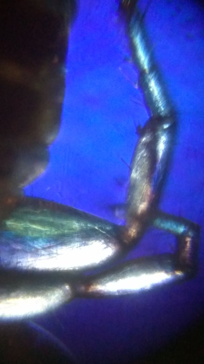 iGEMRuiaMumbai's tweet photo. Some #Foldscoping in the middle of iGEM works! 
These are Pseudoscorpion leg muscles in cross polarized light! Notice how you can actually see the different bundles of muscles in the tiny legs! 
@TeamFoldscope @PrakashLab @himdaughter @PrinSciAdvGoI @DeepakNModi https://t.co/9WiTlfOMaA