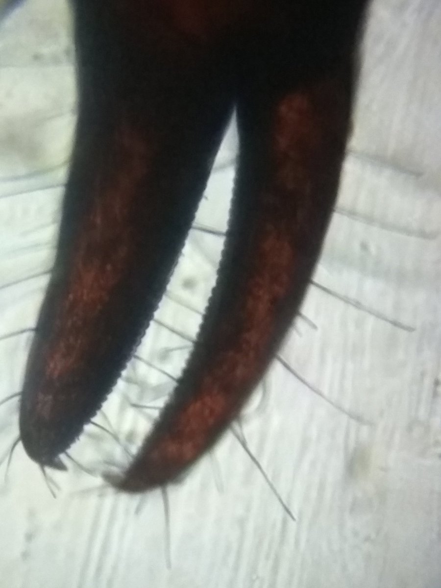iGEMRuiaMumbai's tweet photo. Some #Foldscoping in the middle of iGEM works! 
These are Pseudoscorpion leg muscles in cross polarized light! Notice how you can actually see the different bundles of muscles in the tiny legs! 
@TeamFoldscope @PrakashLab @himdaughter @PrinSciAdvGoI @DeepakNModi https://t.co/9WiTlfOMaA