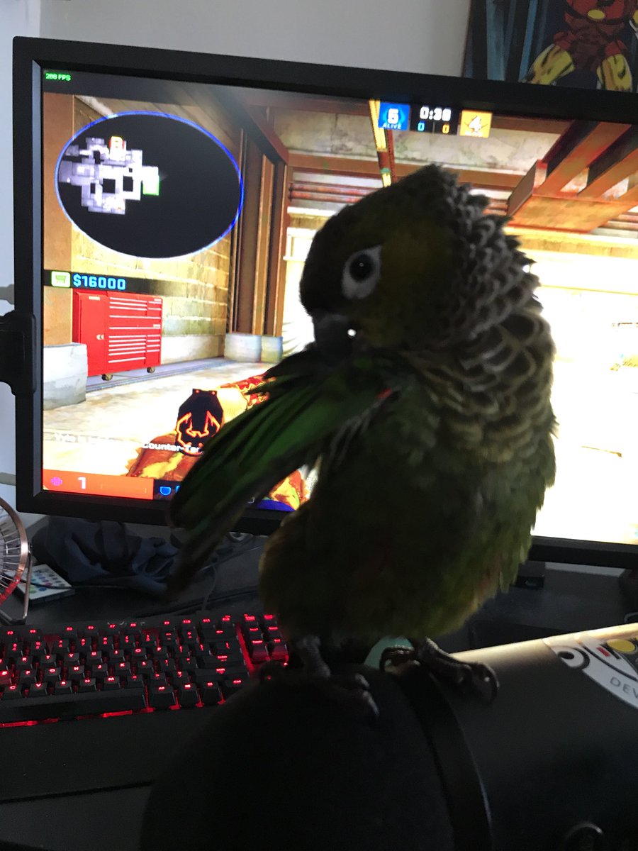 teK_CSGO's tweet image. Streaming with a buddy of mine, Benito. Follow me at twitch.tv/tekkys