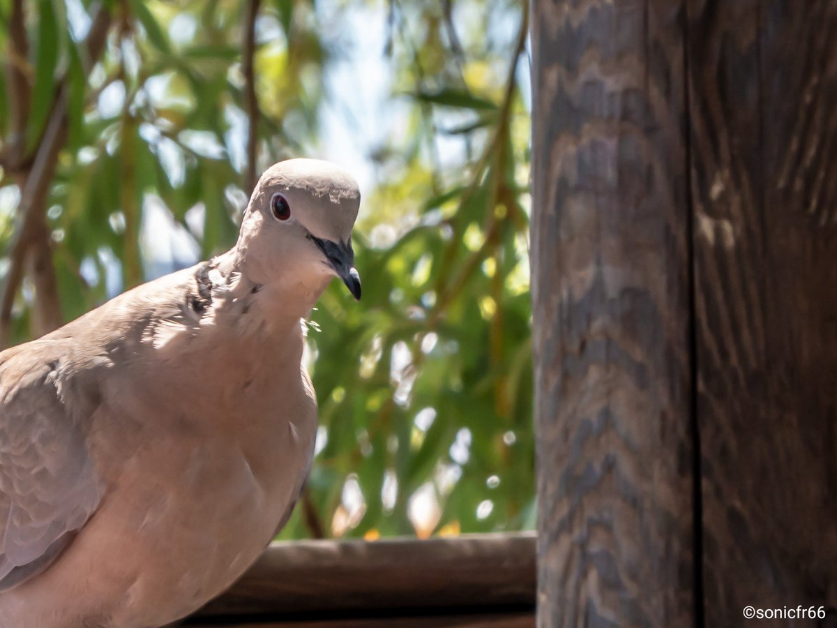 Sonicfr66's tweet photo. Apprend à distinguer le pigeon qui t'entoure, car ,
grâce à lui tu prendras peut être de la hauteur 🤔😂
Ne jamais se prendre au sérieux !
#humour #blague #lol #volatile #pigeon #noserious #look #fly #nature #leucate #photography #photofun #panasonic #sonicfr66 https://t.co/zlKxokRAmL