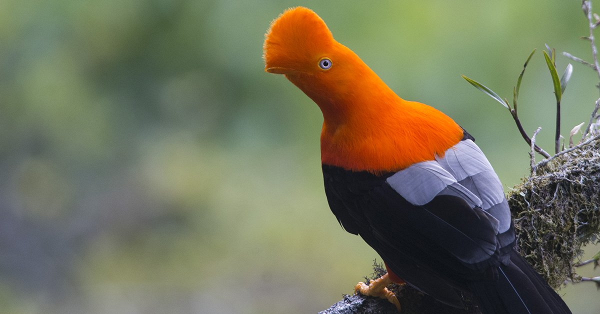 Our feathered friends are of great importance to us here at Inkaterra. We spoke to our #Explorer #Guides about #birding on site, here's what they had to chirp about bit.ly/2IRvwzq #birds #bird #birdwatching #Peru