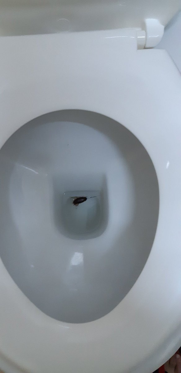 MahomedEbrahim6's tweet image. #hasis #oman#sur#olng