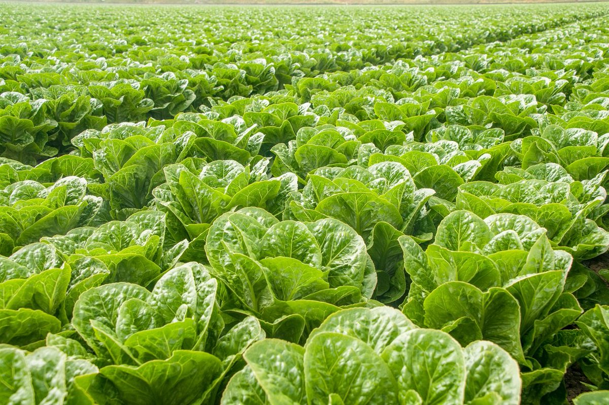 Skycision's tweet photo. There are many different applications to remote sensing in agriculture. Ever wonder which one best fits your operation? Contact us! https://t.co/UT5jYhZhT3 #Agtech #Skycision #California #feedtheworld #farming #green https://t.co/OYNoWFyKRt