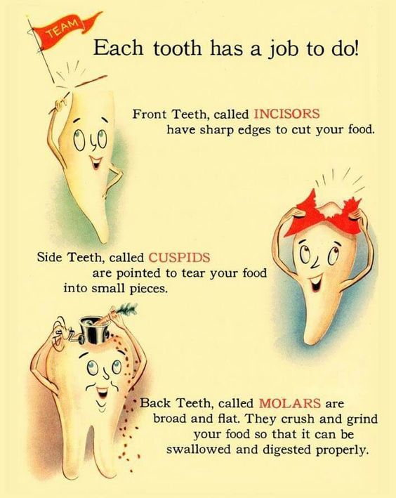 OberhandDDS's tweet photo. All your #teeth have important tasks to do, each and every day, so make sure that you’re brushing and #flossing them to ensure a long-lasting and healthy #smile. https://t.co/ER5B1WPvwM