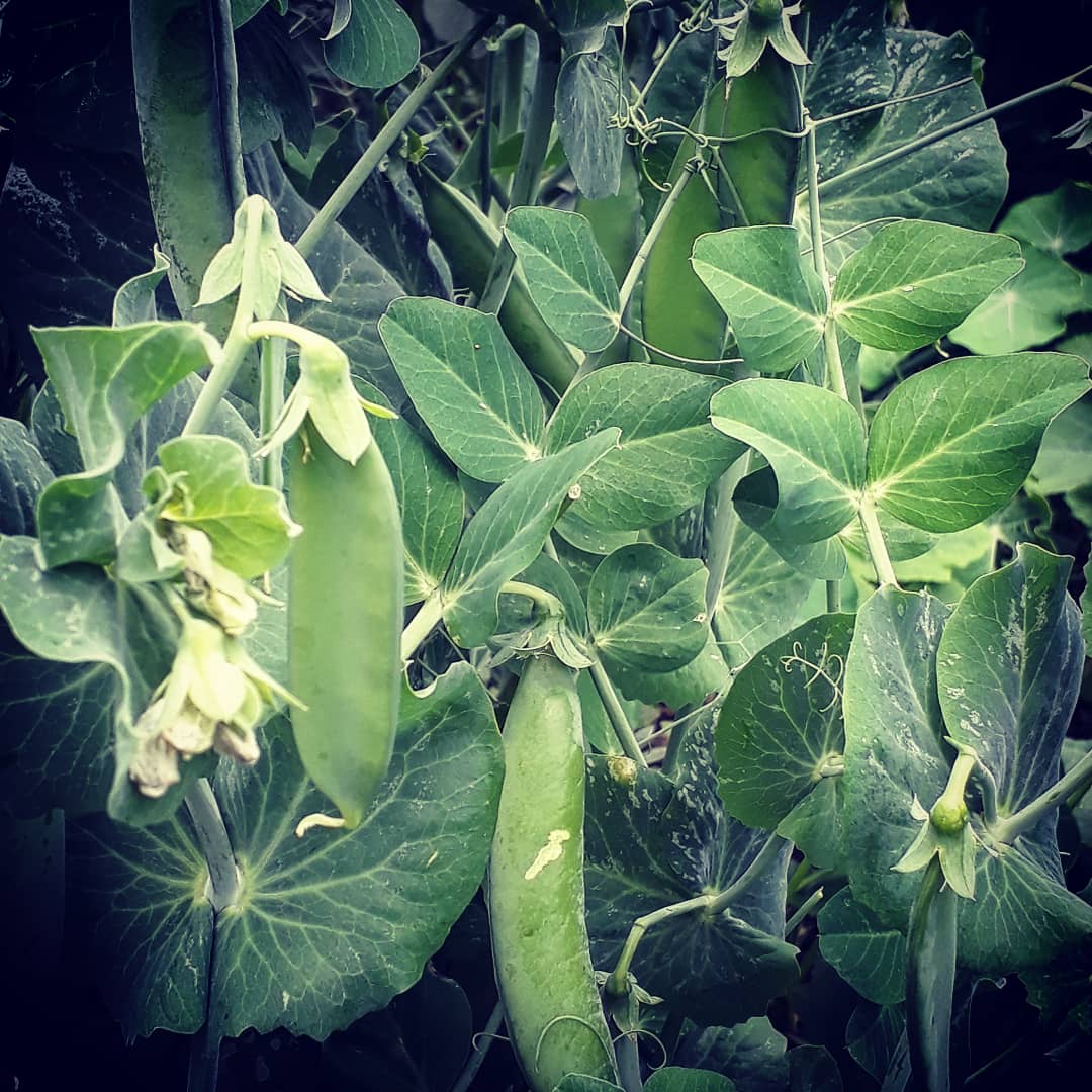 Peas are growing nicely! Can't wait to get them! #allotmentlife #peas #garden #Homegrown
