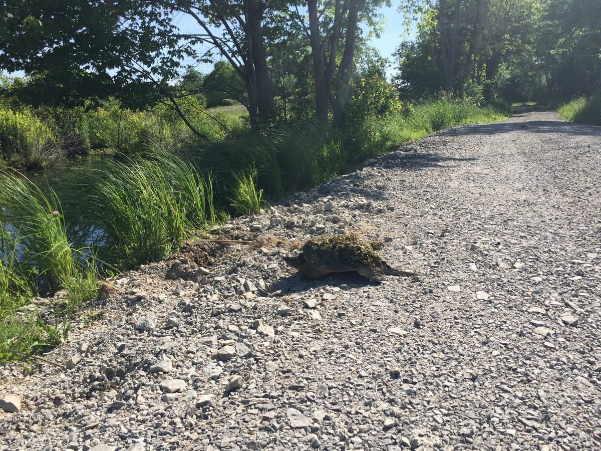 DUContario's tweet photo. Snapping turtles like to lay their eggs in sand/gravel locations!
Please take care and look for nesting turtles along Ontario roadways!
#watchout #turtlenest #slowbutmighty #dinosaur #wetlands https://t.co/i9tUjug919