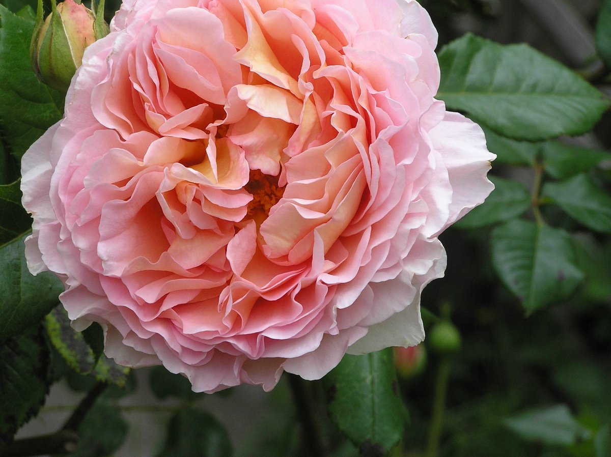 CalicoGardens's tweet image. Let there be beauty in our world. #Garden photos of a working organic flower #farm. delindalmccann.weebly.com/blog #roses