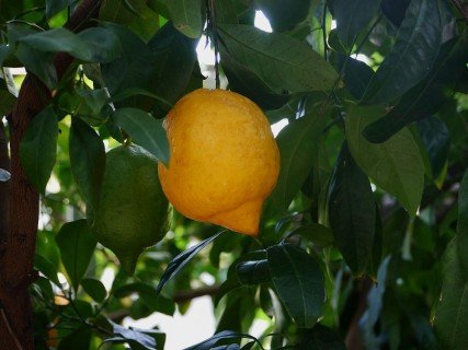 LuberaUK's tweet photo. Blimey It's A Limey! NICE! Thank you to #GrahamAndrews for the article all about our #zest for life (or #limes!). Yellow, green or orange ....who knew that these #citrus came in so many colours! A veritable #fruit bowl of tangy temptations!
https://t.co/VtoKh8ajXH https://t.co/KcFG5eA6qJ