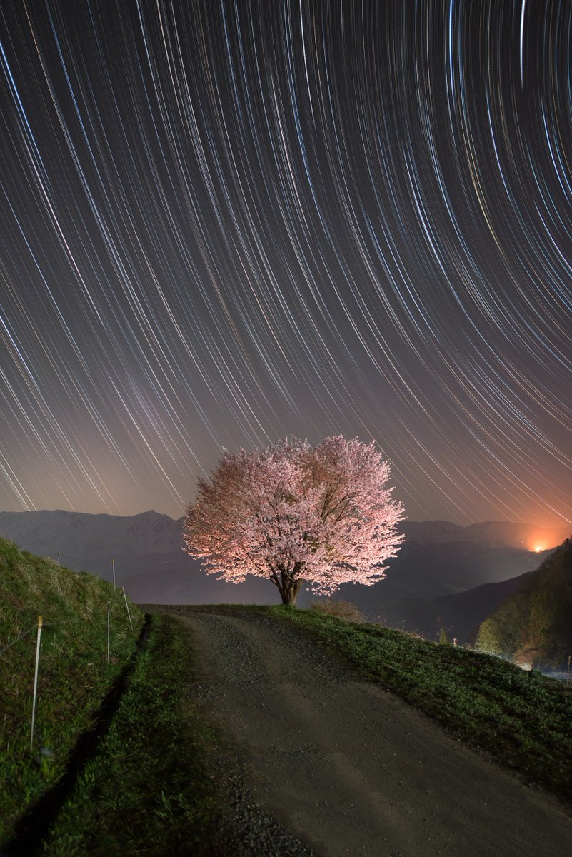 野平の一本桜