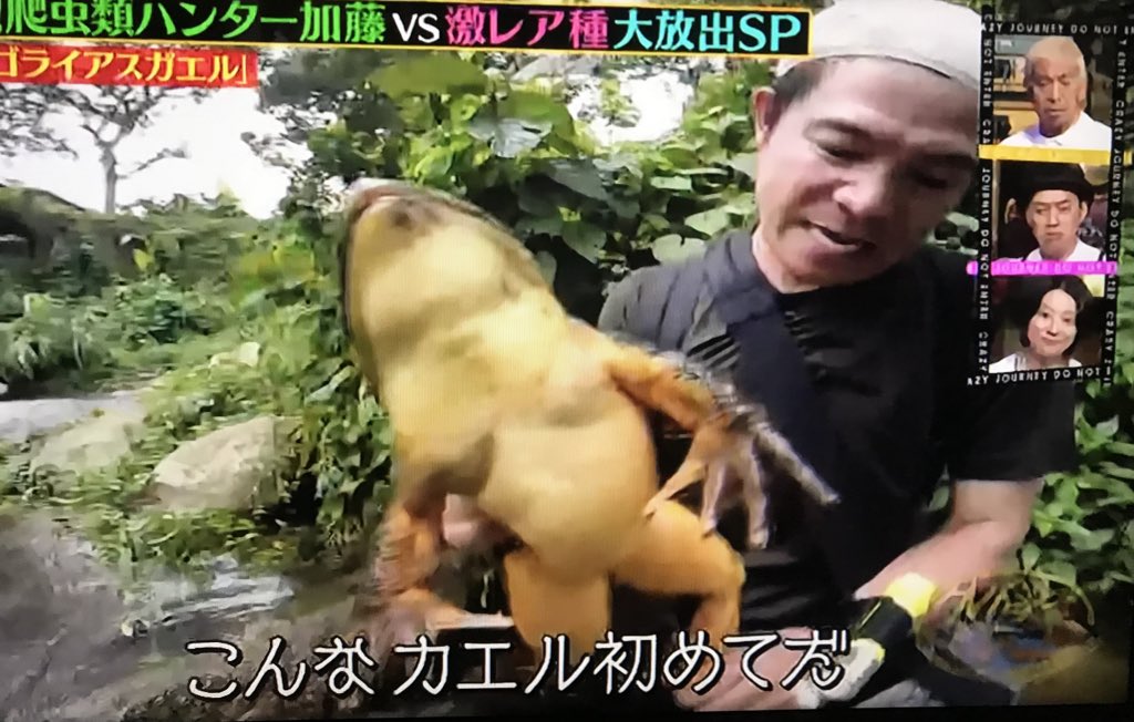 ろろ王国 テレビ 巨大カエル ゴライアスガエル まるで 鳥獣戯画 のようだ