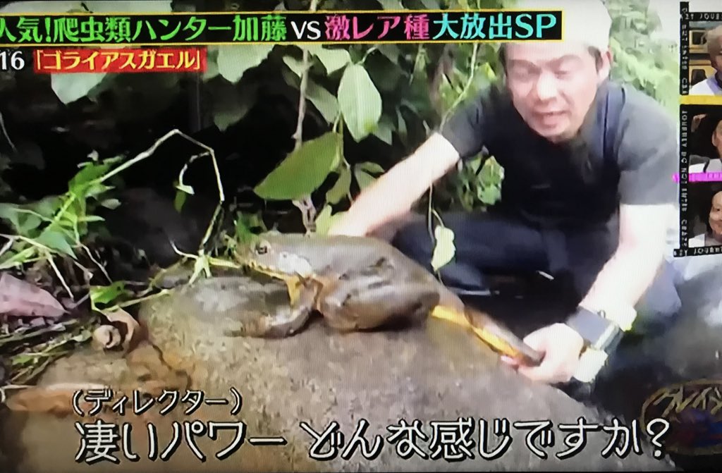 ろろ王国 テレビ 巨大カエル ゴライアスガエル まるで 鳥獣戯画 のようだ