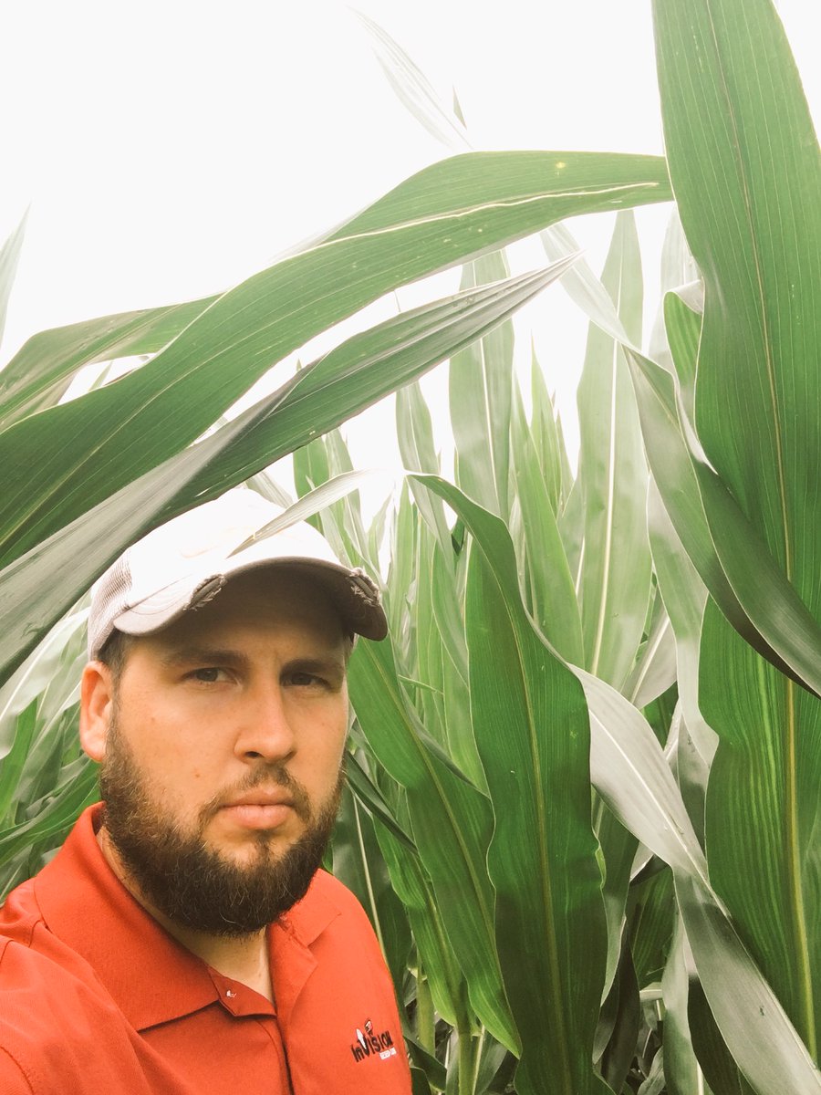 BloemkerCraig's tweet photo. FS 64SX1 looking awesome! Planted May 6th south of Charleston,IL. #InVISION #HiYield @illinifs_seed https://t.co/KbNYUoqBPM