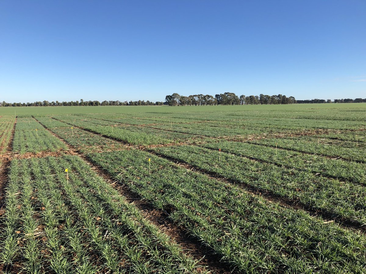 straight_mp's tweet image. Great day for a re-cap of the @RiverinePlains and @far_australia #GRDCstubble project and a first look at the 2018 Riverine Research Center at Burramine, VIC. Trial walk starts at 10am, Forges road Burramine. @GRDCSouth #MESW @agronomeiste @kentonp_ag
