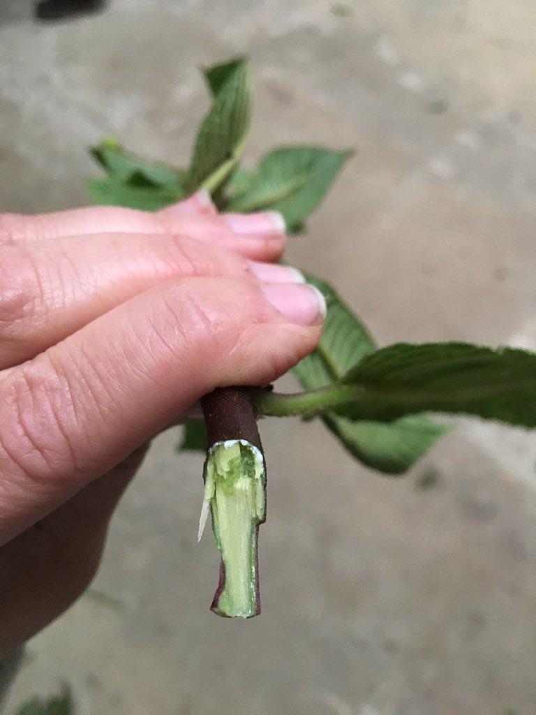 Lagomarsino_L's tweet photo. I may be biased, but this was definitely the most interesting plant on the quiz π. Can you name the family? #definitelybiased #mystudysystem #otstps https://t.co/mfO4PEEWnC