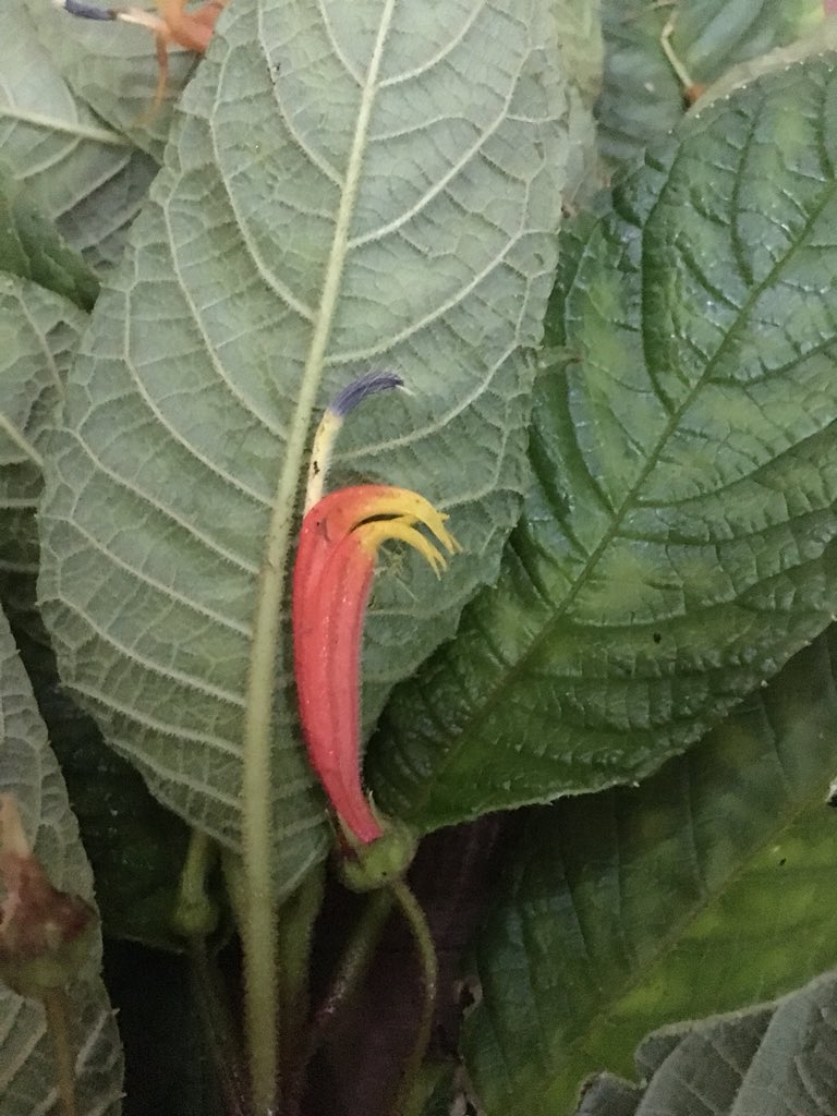 Lagomarsino_L's tweet photo. I may be biased, but this was definitely the most interesting plant on the quiz π. Can you name the family? #definitelybiased #mystudysystem #otstps https://t.co/mfO4PEEWnC