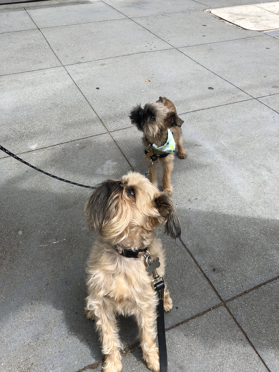 _NomChompsky's tweet photo. Memphis! 5 month old pupper! https://t.co/dd6bHyppiT